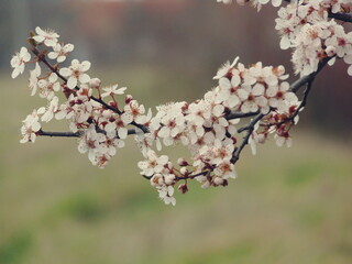 Blossoming in spring
