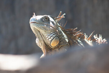 Iguana viendo a un lado