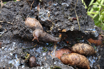 Various slugs hiding in the soil in the garden