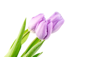 Purple flowers, tulips isolated on white background