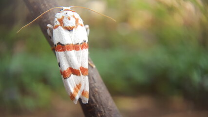 cyana selangorica moth in the tree