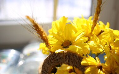 Beautiful flowers of yellow chrysanthemum with large rounded petals in wicker brown basket with dry spikelets of cereals, rye, oats in sunlight in front of window on spring day