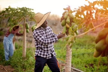 happy afro adult farmer harvests a papaya in an organic plantation in summer. Focus on the face