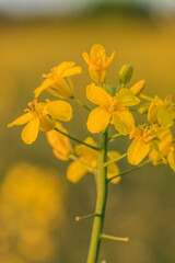 detail of single rape plant in sunshine. Open yellow flowers of the crop in summer. single petals with stem and pistil. green plant stem and plant branches