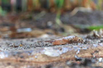 Side view of a slug crawling over ground
