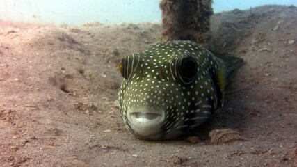 baby puffer fish