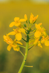 Single rape plant in the sunshine. Yellow flowers with petals in detail. Open flower with pistil and pollen. Green plant stem and branches in summer