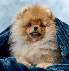 Naklejka na ściany i meble portrait of pomeranian spitz puppy