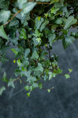 Green ivy background. Common ivy or Hedera helix is a clinging and climbing evergreen vine plant.