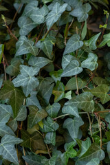 Green ivy background. Common ivy or Hedera helix is a clinging and climbing evergreen vine plant. Biophilic design background.