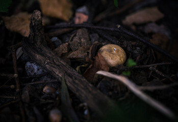 Boletus edulis outdoors in nature.