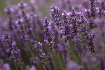Blooming lavender