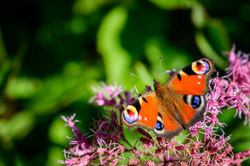 Fototapeta na wymiar Butterfly peacock eye on a flower.