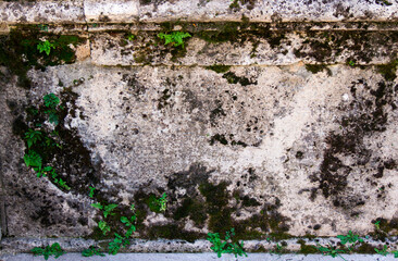 Vector seamless texture brown stones pavement covered grass.
