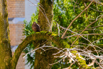 die Amsel im Frühling