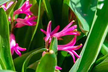 rosa Hyazinthen im Fr&uuml;hling