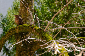die Amsel im Frühling