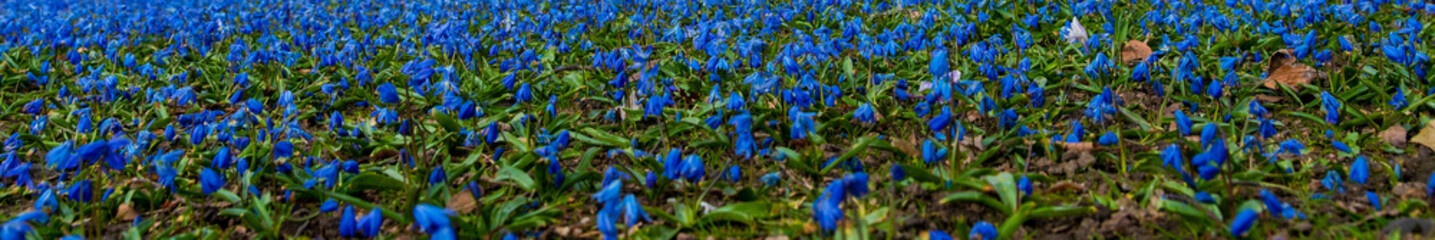 Im Frühling blühen die Scilla so schön blau