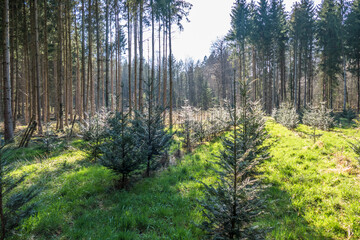Obraz premium Wiederaufforstung im Nadelwald