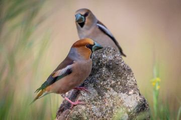 hawfinch couple perched on a stone blur background