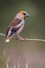 hawfinch perched on a branch blur background