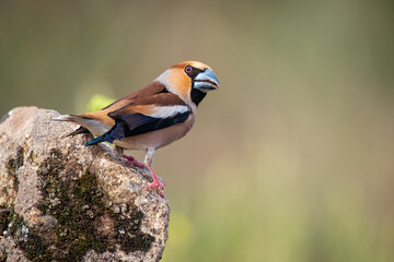 hawfinch perched on a branch blur background