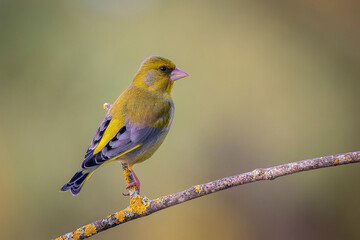 greenfinch perched on a thin branch, background out of focus