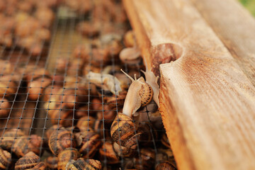 Snail farm. Industrial cultivation of edible mollusks of the species Helix aspersa muller or Cornu aspersum.