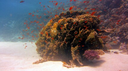 fire coral with orange fish