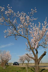 mandelbl&uuml;te in rheinhessen