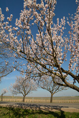 mandelbl&uuml;te in rheinhessen
