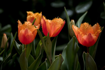 curly elegant petals of tulips at garden