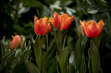 curly elegant petals of tulips at garden