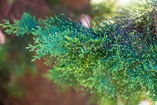 Juniper green branch close up on blurred background.