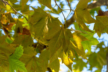 Green Leaves of Pltatanus oreintalis tree in sunset light