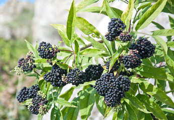 Black elderberry bush (sambucus nigra) fruit in sunlight. Elderberry black European on the branches close-up. Medicinal plant.