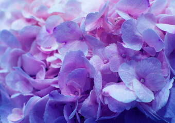 Beautiful blooming delicate pink texture of hydrangea flowers, close-up view. Pink purple pastel floral background