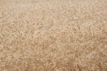 Yellow wheat field background