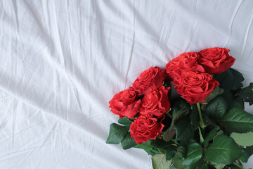 bright red roses on a white background use as a postcard or background
