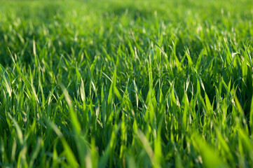 Green grass