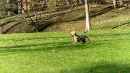 Young Yorkshire terrier running in the meadow in early spring