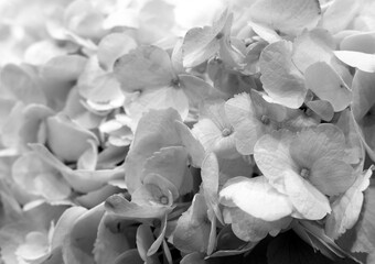 Beautiful blooming delicate monochrome texture of hydrangea flowers, close-up view. Monochrome floral background