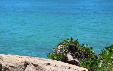 Beautiful crystal clear turquoise ocean water hitting the rocks with green plants and flowers on south pointe pier park in Miami Beach, Florida. Copyspace, wallpaper, background
