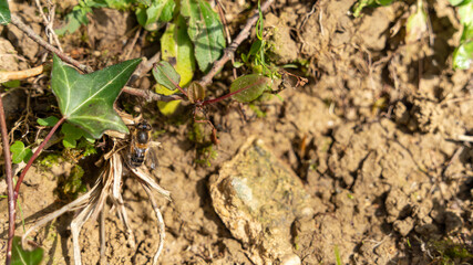Bee on the ground in the ivy, in spring
