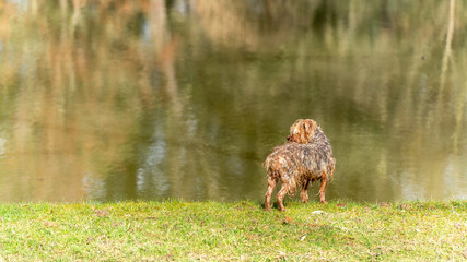 Young Yorkshire Terrier dog, wet, by the lake, observing the horizon