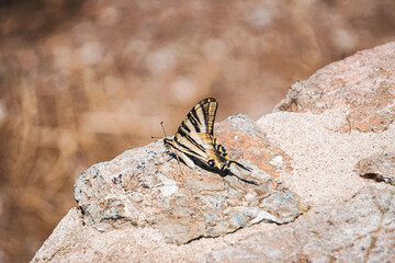 Black and yellow striped butterfly on rock