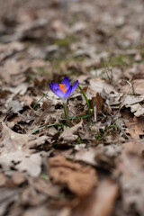 spring crocus flowers