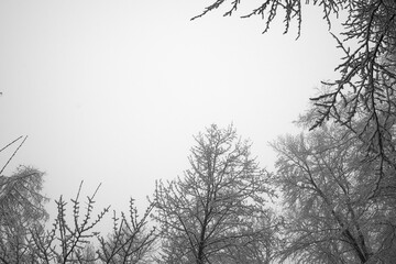 Wald Winter Schnee Nebel