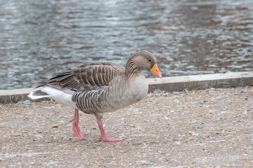 A wild greylag goose (Anser Anser) on the bank of the River Bure in the village of Wroxham in the heart of the Norfolk Broads