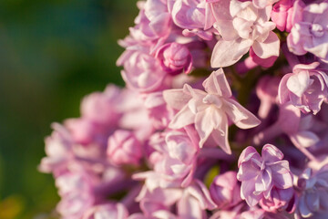 Bloom lilac pink violet flowers in the garden close up macro photo